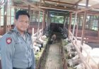 Aipda Agus: Polisi Desa Berdaya Ekonomi, Sukses Ternak Domba