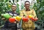 Tutur, Jantung Paprika Jawa Timur: Kisah Petani Sukses dan Potensi Bisnis